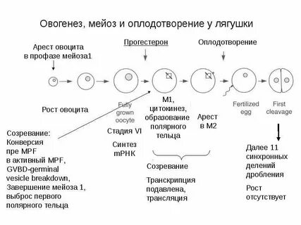 Благодаря оплодотворению и мейозу