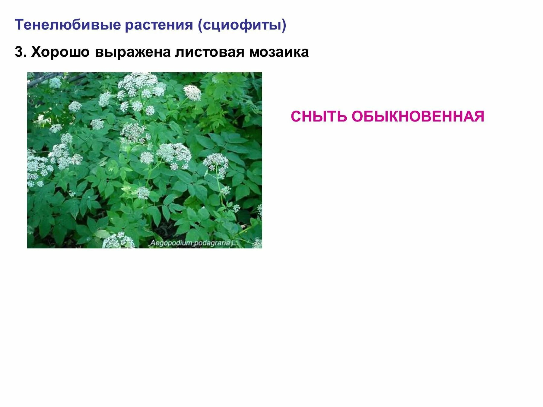 Экологическая группа тенелюбивых растений. Сныть экологическая группа. Сныть гелиофит. Тенелюбивые растения. Тенелюбивые (сциофиты).