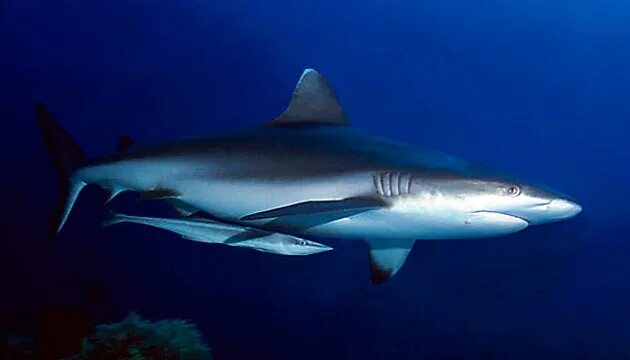 Ремора. Рыба Ремора и акула. Прилипаловые. Grey Reef Shark. Комменсализм акула и рыба