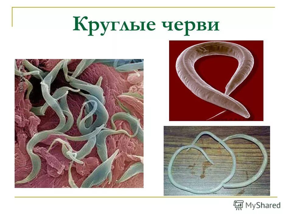 Круглые черви паразиты человека таблица. Представители круглых червей 7 класс биология. Тип круглые черви свободноживущие. Тип круглые черви черви представители. Биология тип круглые черви.