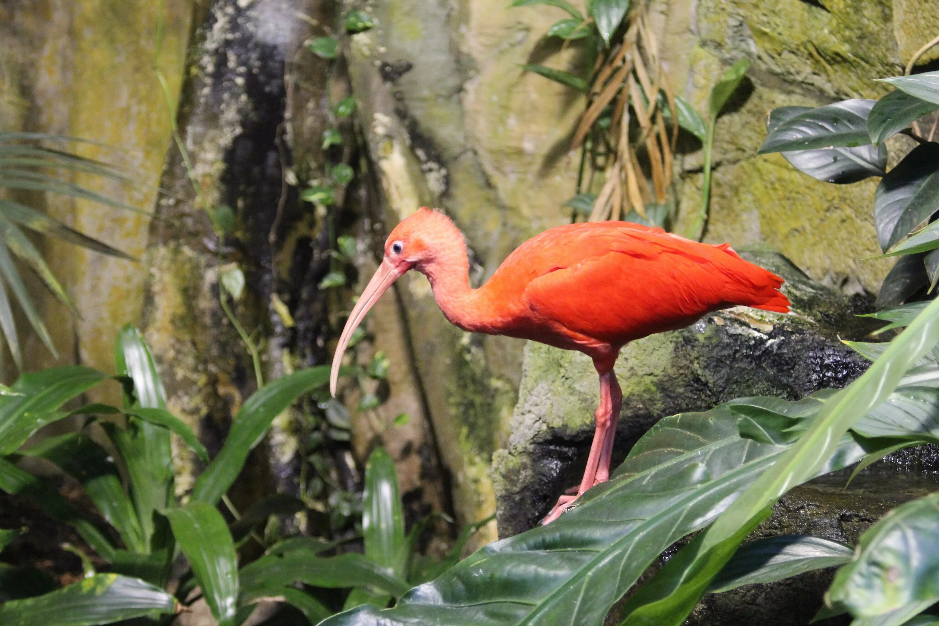 Бразильский алый Ибис. Красный Ибис птица. Животные тропических лесов. Птицы в тропиках.
