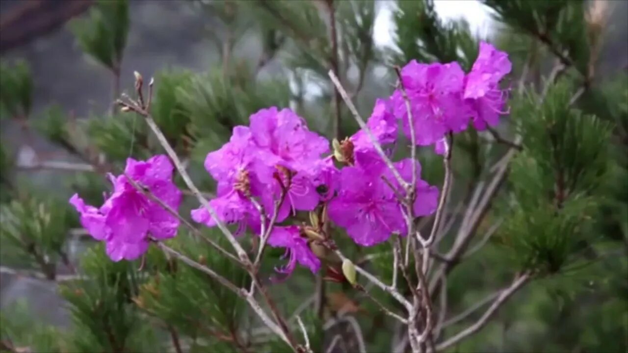 Рододендрон остроконечный. Багульник на сопках Приморья. Багульник на сопках цветет. Амурская область сопки багульник. Песня где то багульник