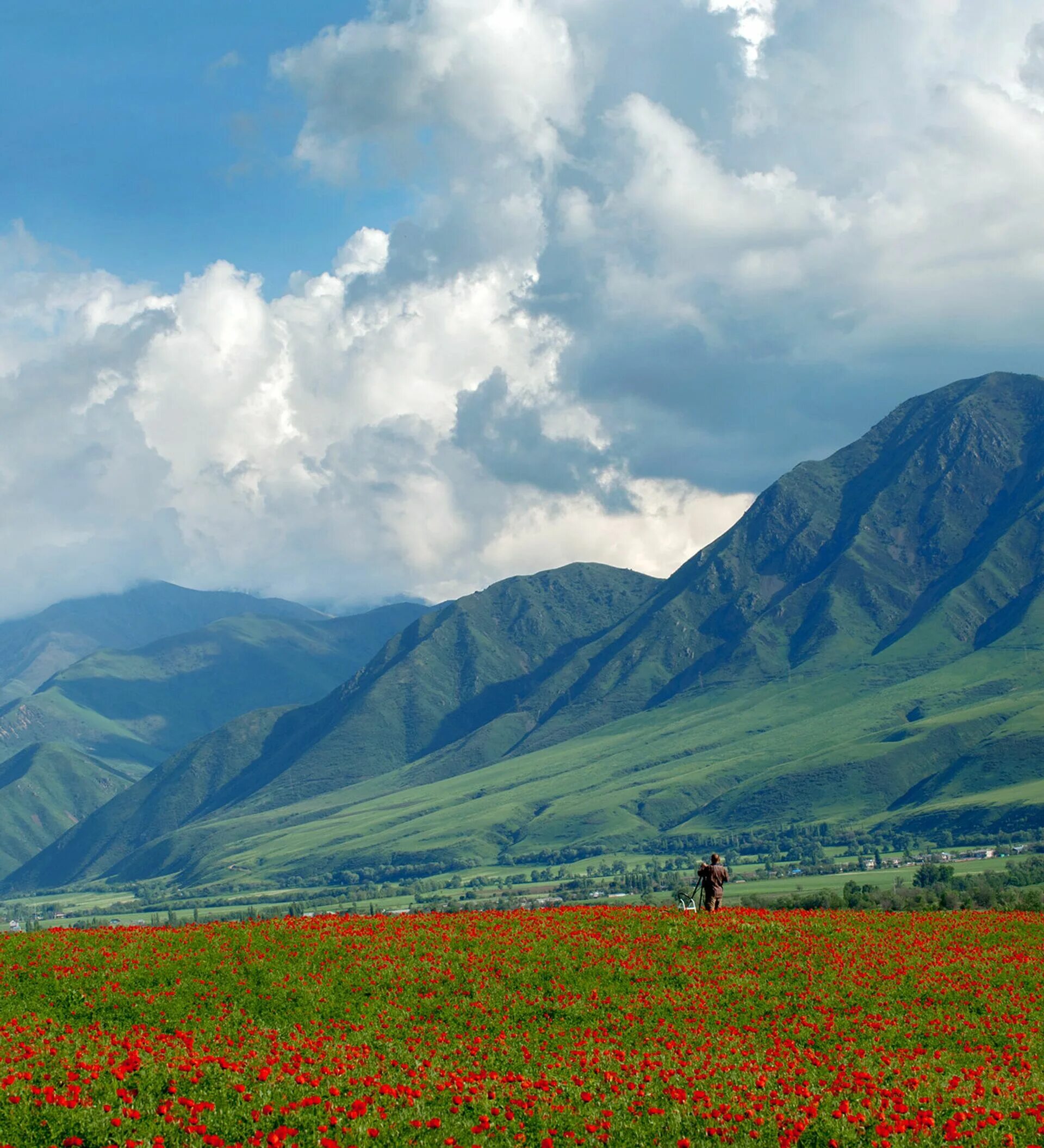 Киргизия и Кыргызстан. Тянь Шань Киргизия маки. Маковые поля в Киргизии. Кыргызстан горы маки. Тайвань кыргызстан