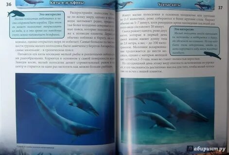 Книга киты дельфины