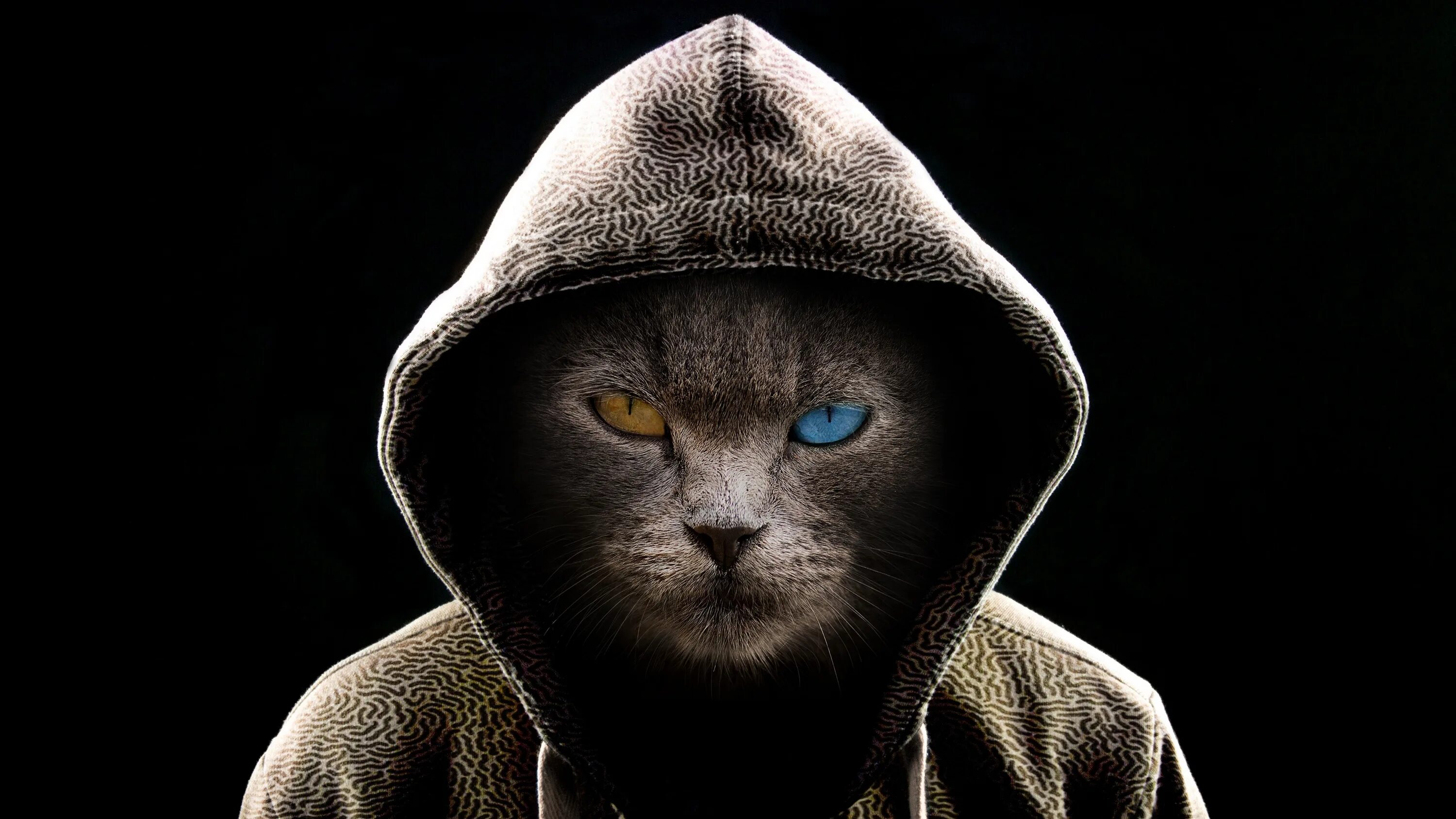 Смешной кот ватсап. Смешной кот ватсап