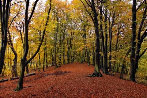 Forest species