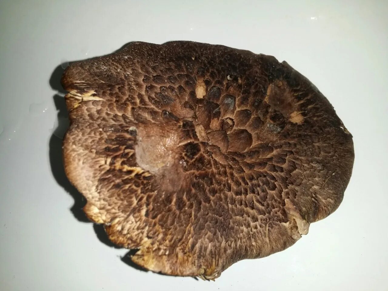 Fungus Gallery :: Suillus :: F30A3875