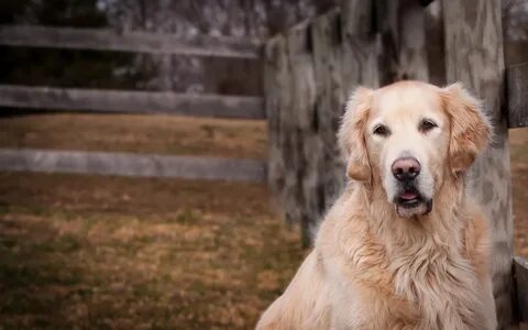Dog see