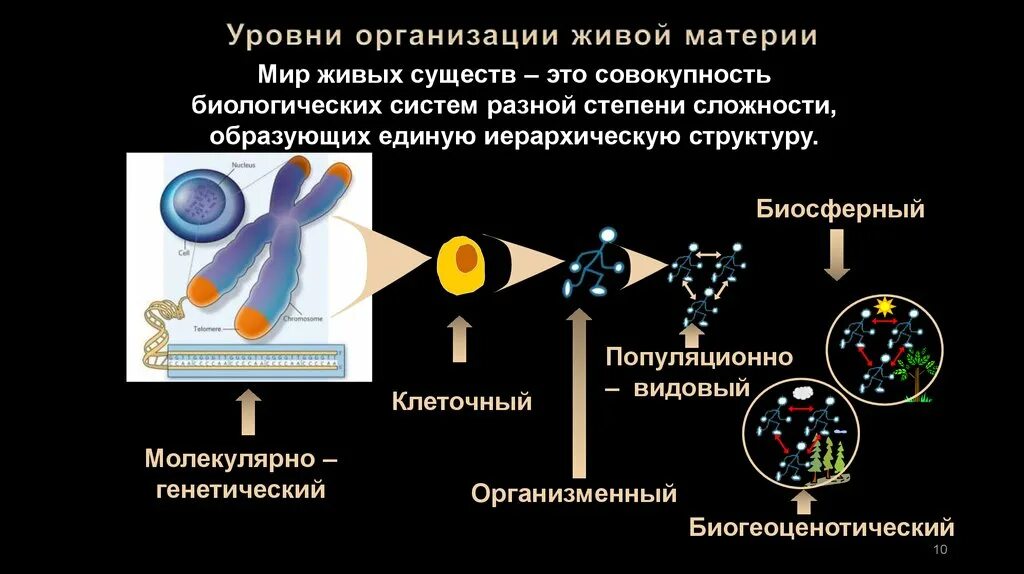 Уровни организации живой материи. Уровни организации живой материи организменный уровень. Уровни организации живой организации. Уровни организации живой материи примеры.