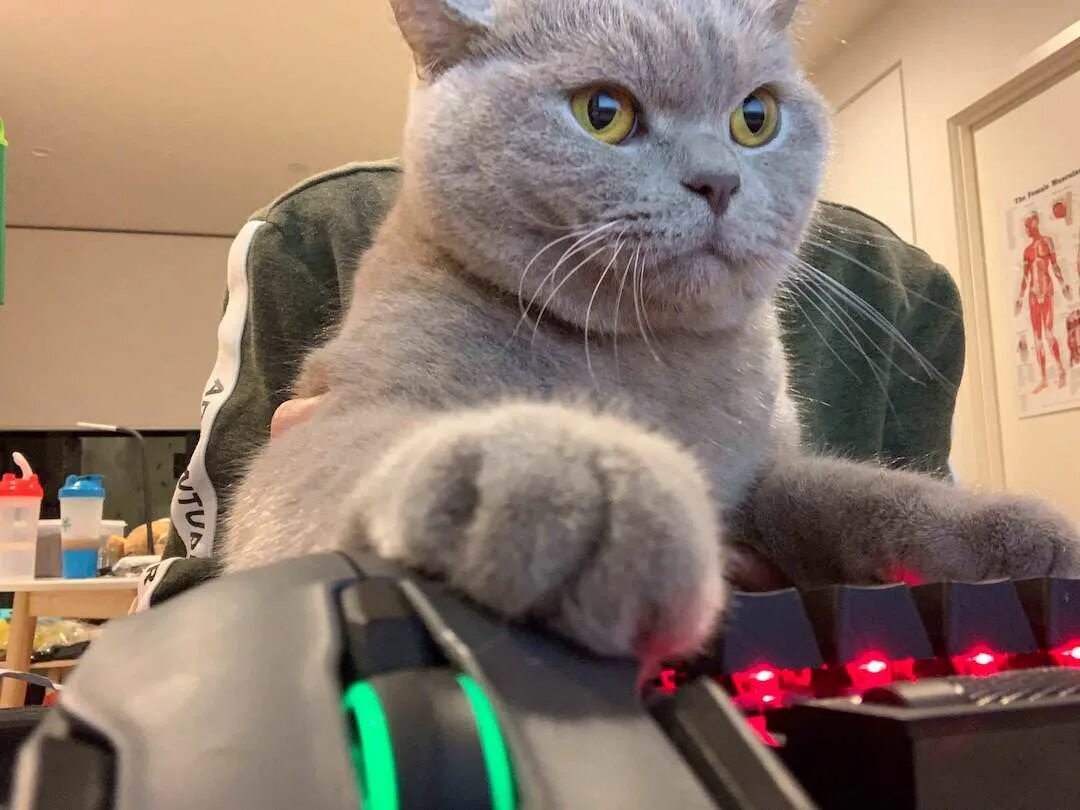 Cat meme