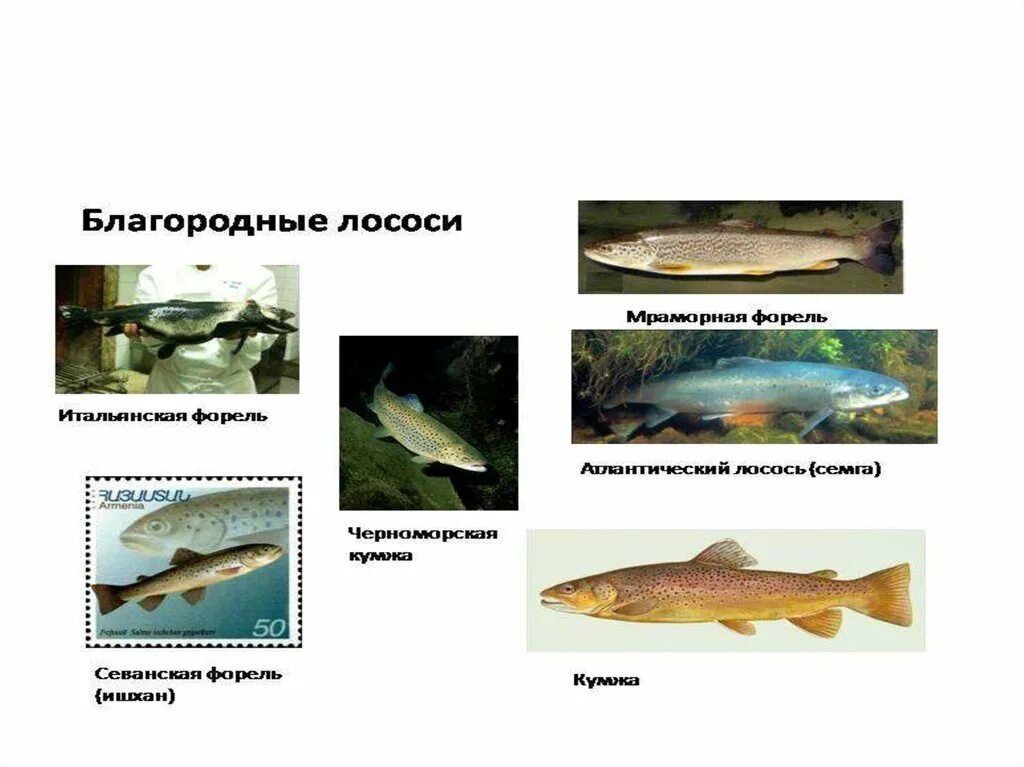 Изоляция севанской форели. Отряд Лососеобразные презентация. Отряд Колюшкообразные представители. Отряд Лососеобразные строение. Внутреннее строение лососеобразных.