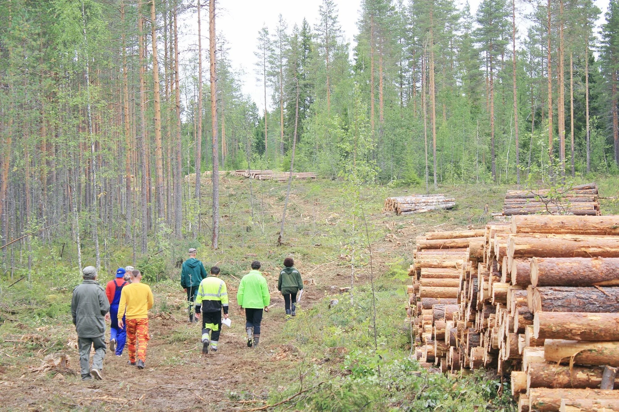 Лесная промышленность европейского севера. Резервные леса. Виды использования лесов. Использование лесов осуществляется. Рубка лесов.