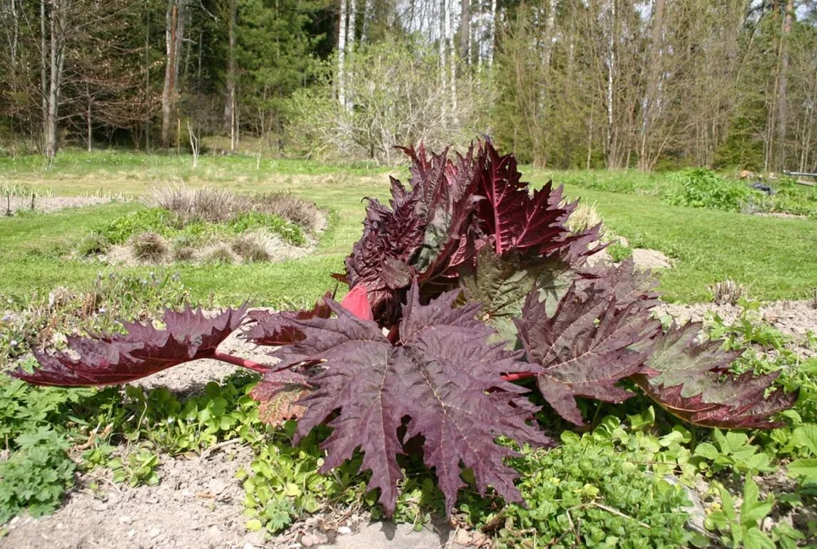 Rheum palmatum. Ревень пальчатый (rheum palmatum). Rheum palmatum. Rheum palmatum. Ревень тангутский (rheum palmatum).
