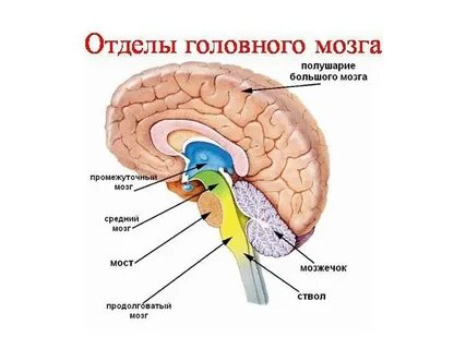 Древний отдел головного мозга