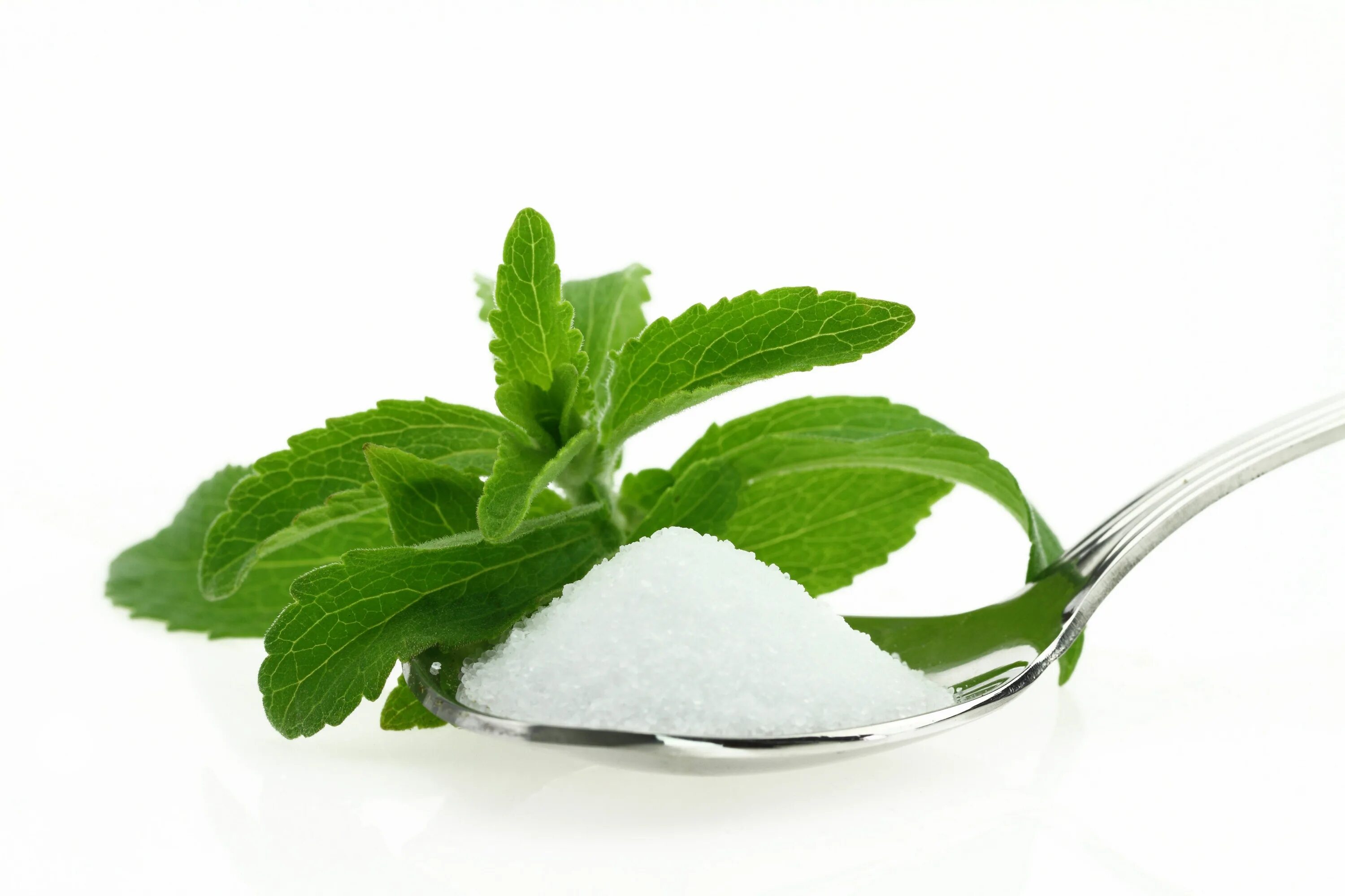 Stevia rebaudiana. Стевия медовая. Сахарное растение стевия. Стевия усимлиги.