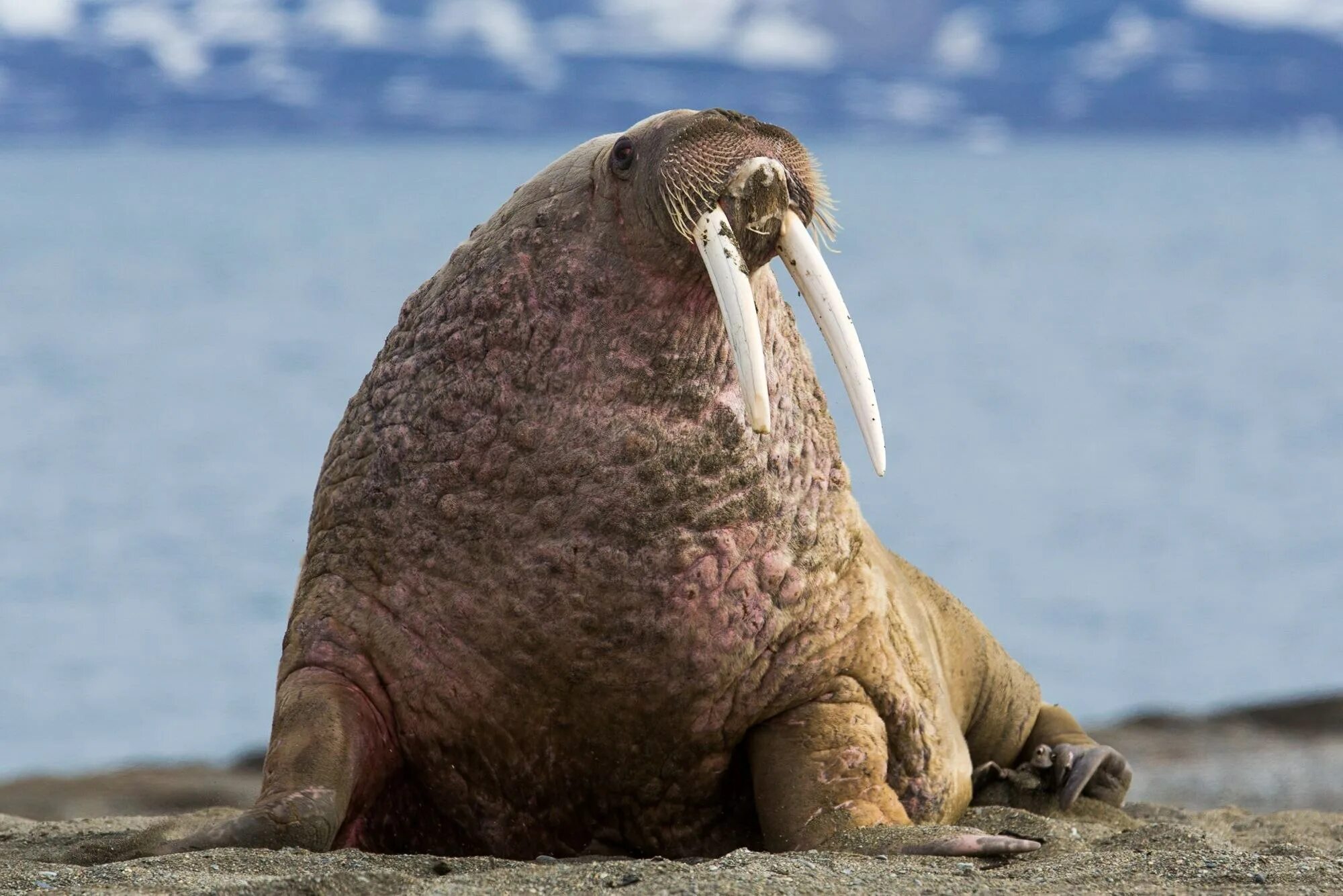 Лаптевский морж. Тихоокеанский морж (Odobenus rosmarus divergens). Атлантический морж Odobenus rosmarus rosmarus. Морж Лаптевский подвид.