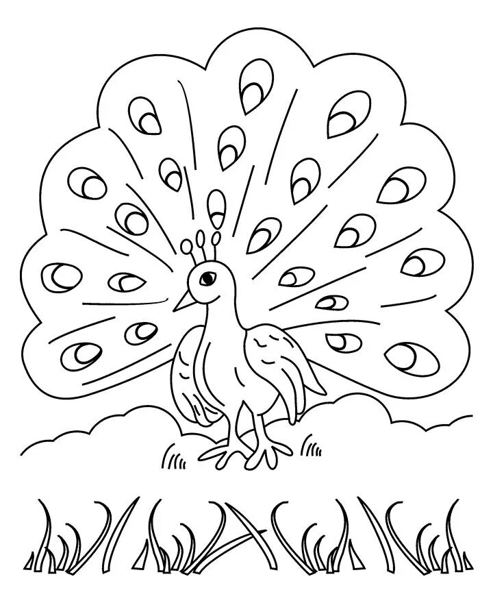 Павлин раскраска для детей распечатать бесплатно A Female Peacock Fan Out Her Tail Feather Coloring Page : Kids Play Color Peacoc