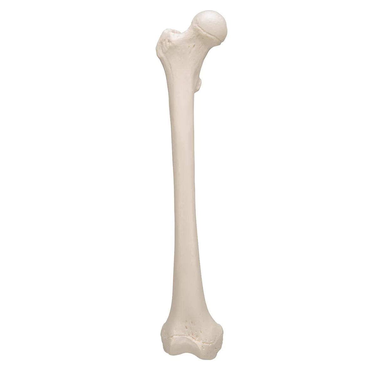 Бедренная кость 3д. Бедренная кость 3 д анатомия. Большеберцовая кость 3d. Бедренная кость человека.