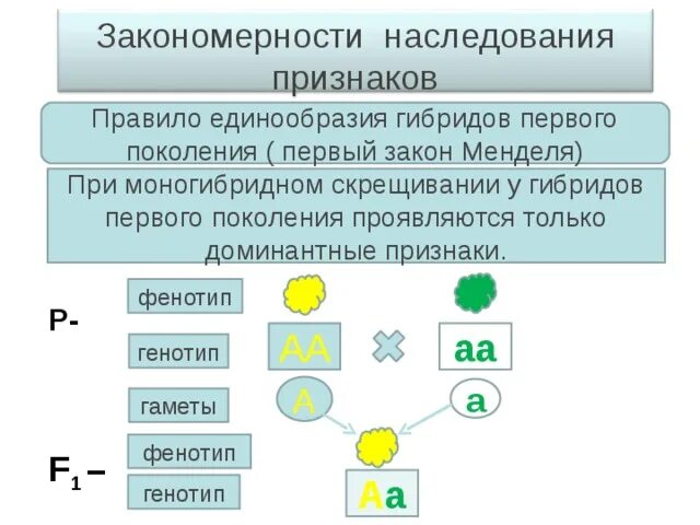 Моногибридное скрещивание какое расщепление. Закономерности наследственности законы Менделя. Закономерности наследования признаков. Законы г. Менделя.. Закономерности наследования моногибридное скрещивание 10 класс. Наследование признаков при скрещивании.