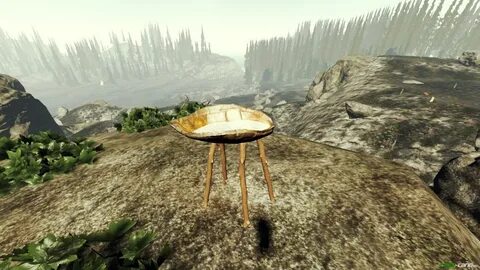 The forest панцирь