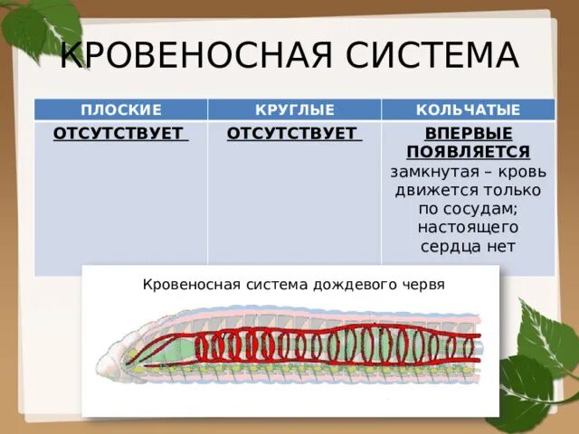 У круглых червей отсутствует. Кровеносная система плоских круглых и кольчатых червей. Кровеносная система плоских червей 7 класс. Тип кровеносной системы у плоских червей. Кровеносная система плоских червей биология 7 класс.