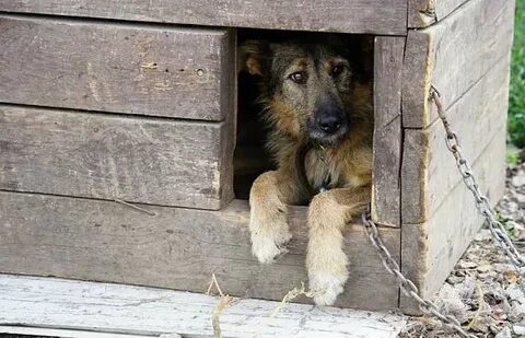 Приют волчок