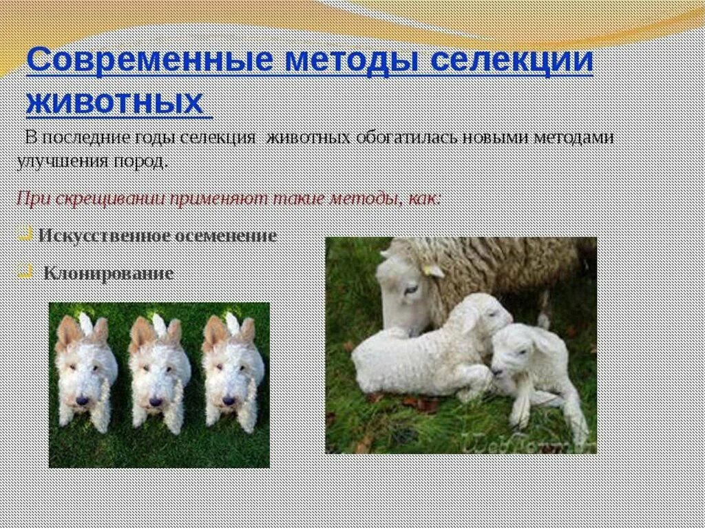 Методы улучшения пород