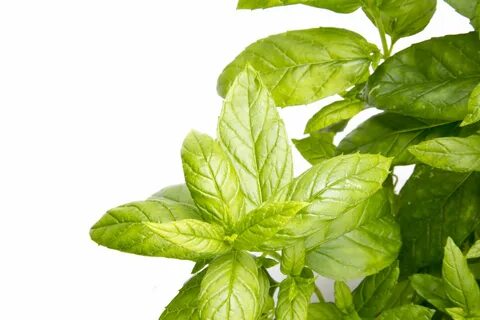 Pepper mint