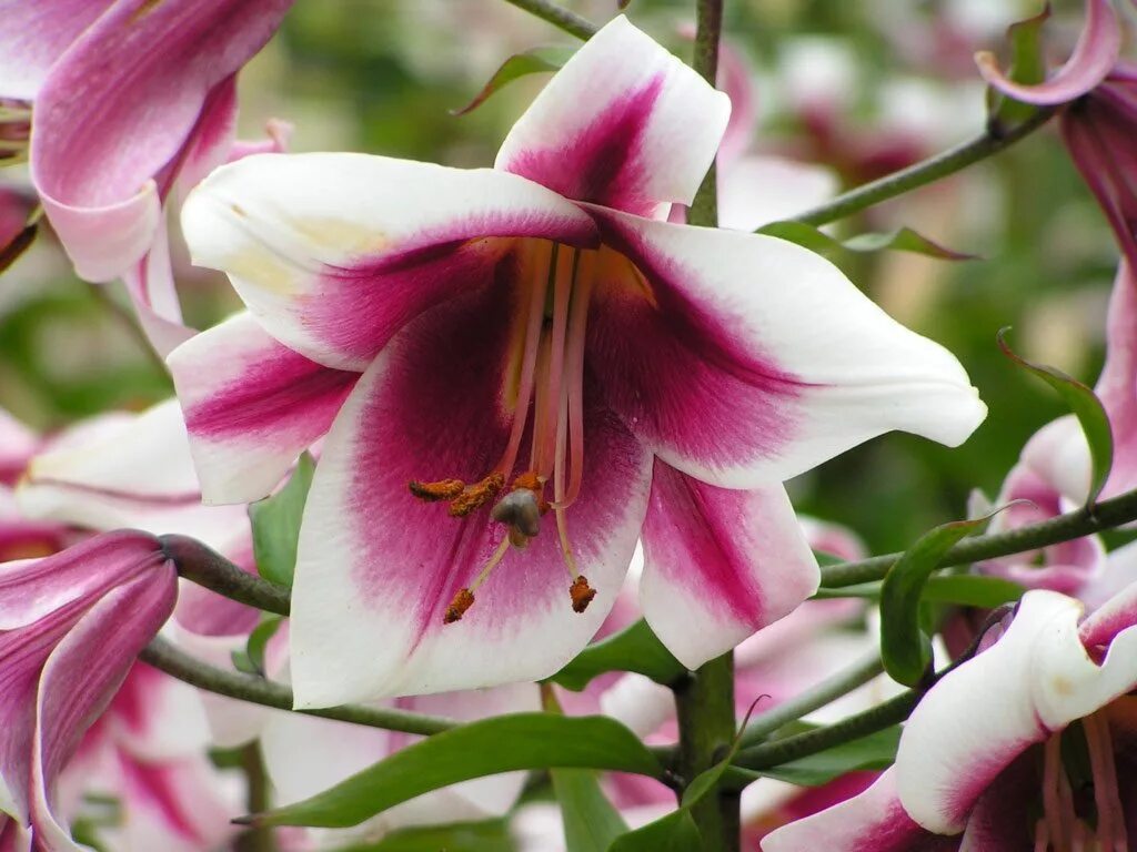 Lilium 'Friso Лилия. Лилия гибридная (Lilium 'Corsica'). Лилия Фризо от-гибриды. Лилии от гибриды отзывы