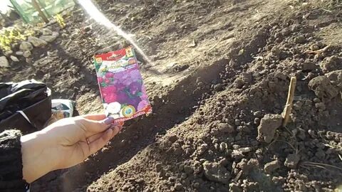 Можно сажать астру под зиму