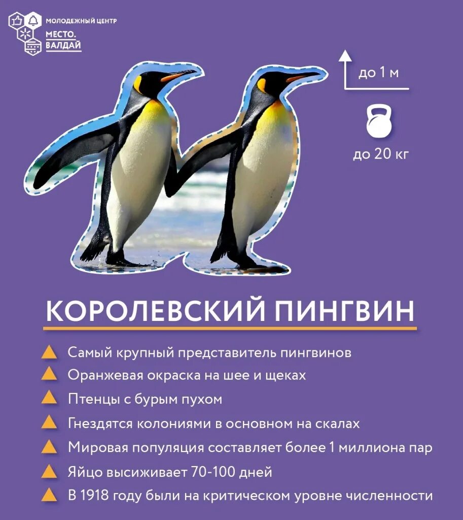 Три пингвина расписание. Пингвин красная книга. Королевские пингвины интересные факты. Королевский Пингвин описание. Королевский Пингвин факты.