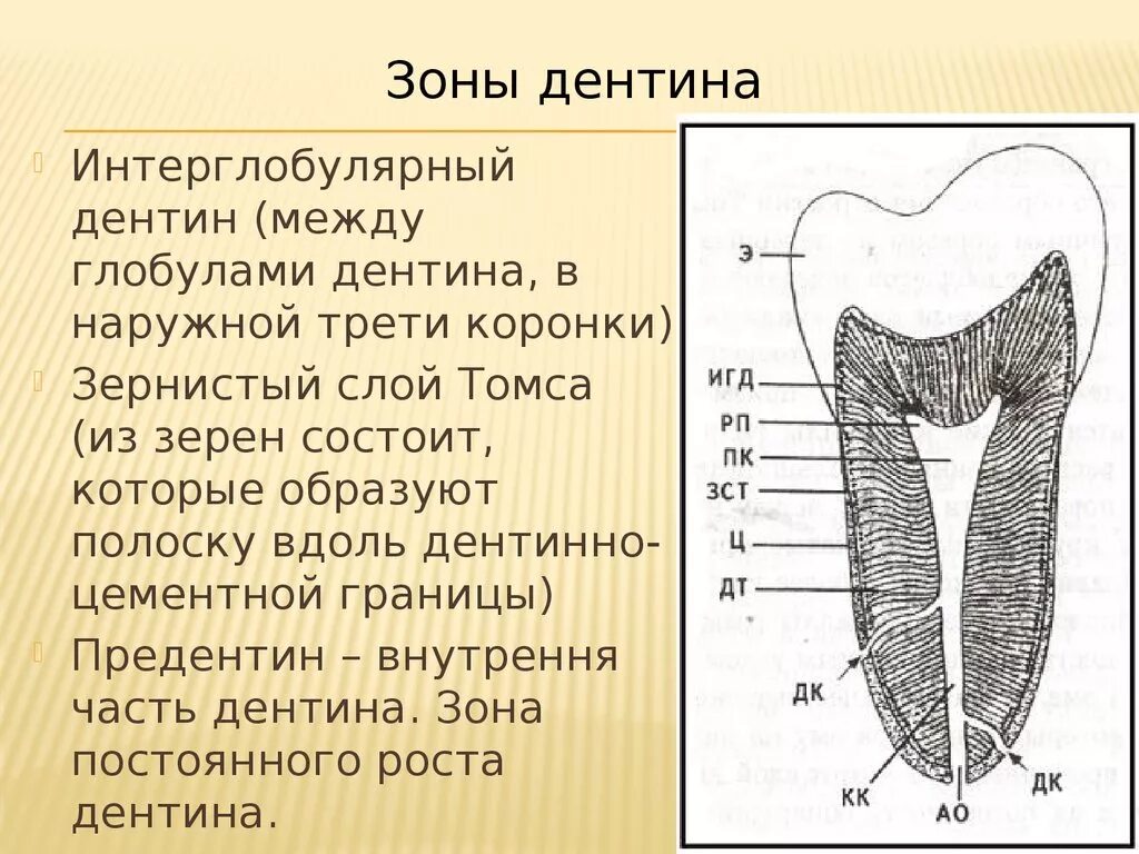 Дентин формируется. Строение дентина гистология. волокна эбнера в дентине. плащевой и околопульпарный дентин.