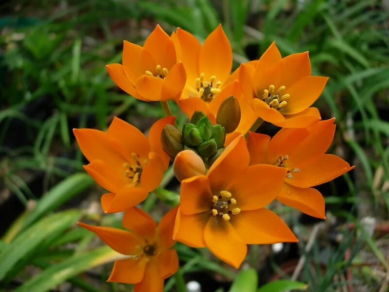 Птицемлечник фото и описание. Птицемлечник Ornithogalum. Птицемлечник дубиум оранжевый. Орнитогалум dubium. Птицемлечник dubium.