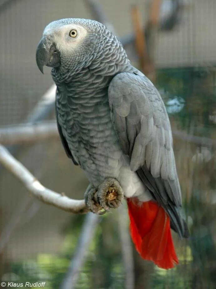 Большой серый попугай. Попугай жако. Краснохвостый жако. Попугай жако краснохвостый. Серый попугай жако.