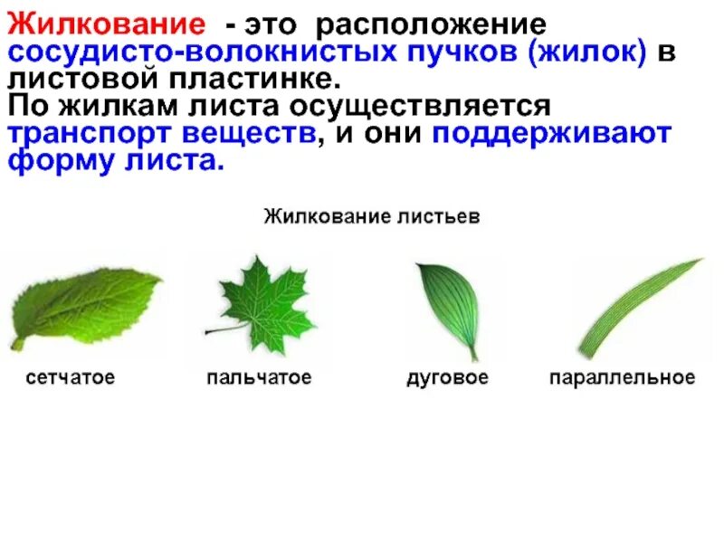 Тип жилкования простого листа. Калина жилкование листа. дуговое жилкование листьев. лист калины жилкование листа. какое жилкование у листа калины.