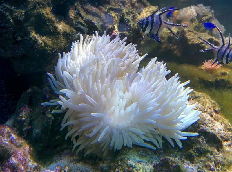 Sebae anemone heteractis crispa. Heteractis crispa. Белая актиния. Актиния гетерактис малу. Гриб морской анемон (морская звезда).
