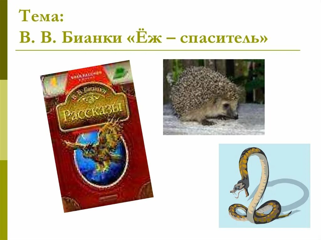 Еж Спаситель Бианки. Рассказ Бианки еж Спаситель. Еж Спаситель Бианки презентация. Еж спаситель основная мысль