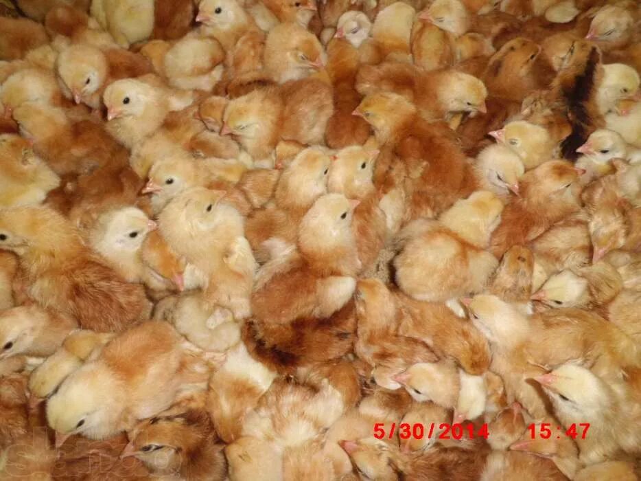 Цыплята браун фото. Несушка Хайсекс Браун цыпленок. Цыплята Ломан Браун. Суточные цыплята Хайсекс Браун. Хайсекс Браун птенцы.