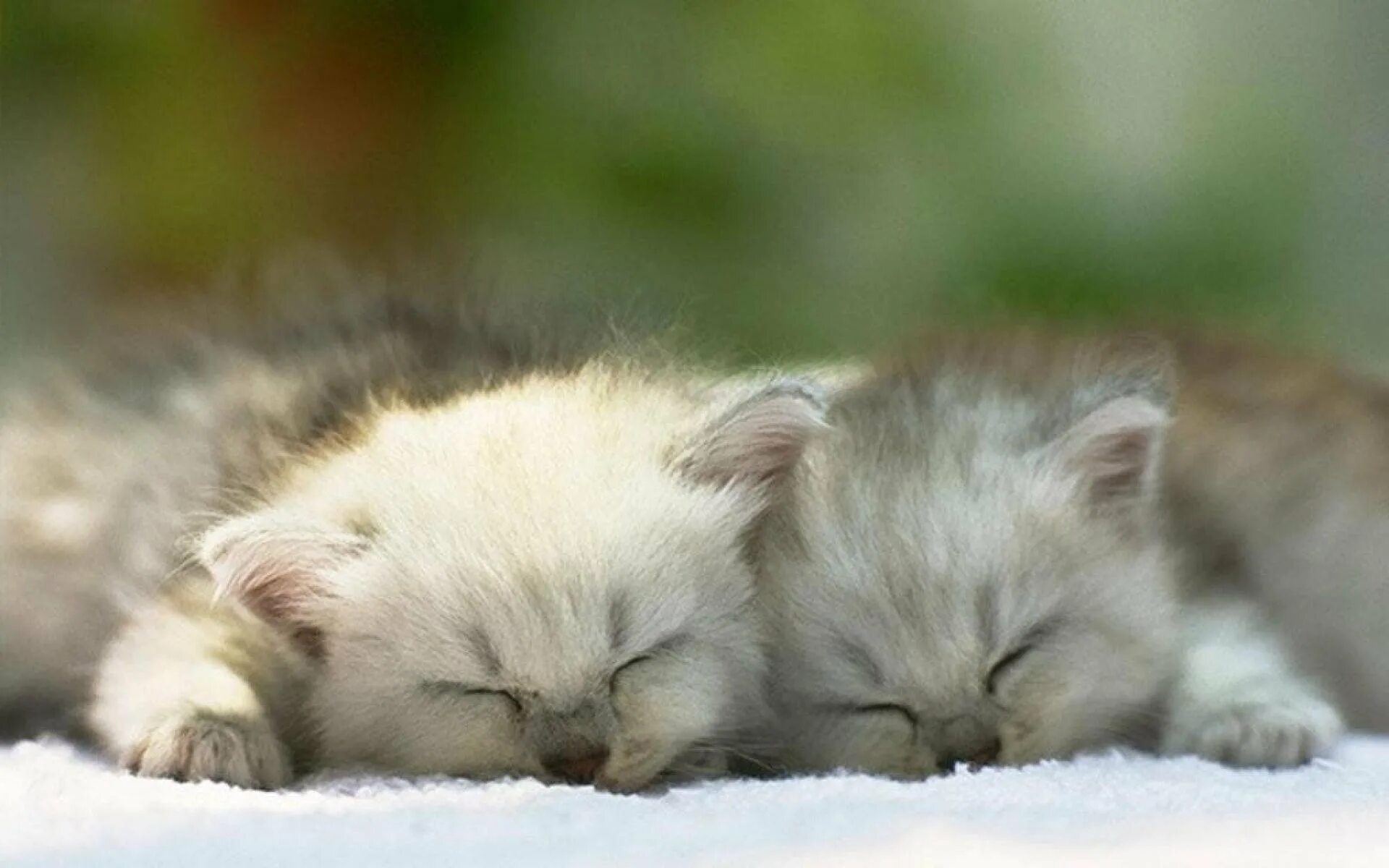 Пушистые котята спят. Спящие котята. Милые спящие котята. Спящий котенок. Котенок. Спокойной ночи!.