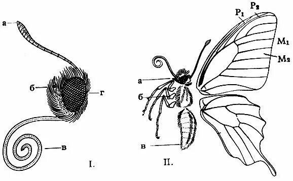 Какие части насекомого изображены. Строение бабочки капустницы. Отделы тела бабочки. Основные части тела бабочки 3 класс. Строение тела бабочки.
