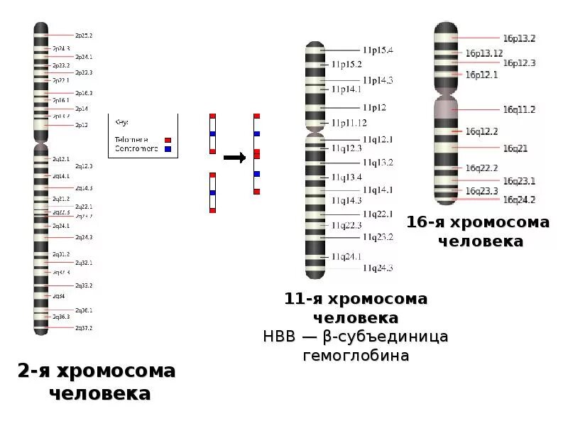 Схема генетическая карта хромосомы. Генетическая карта 1 хромосомы человека. Генетическая карта 2 хромосомы человека. Карта хромосом 10 хромосома. 11 б ген