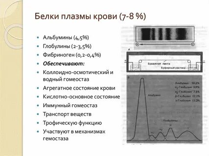 Основными белками плазмы
