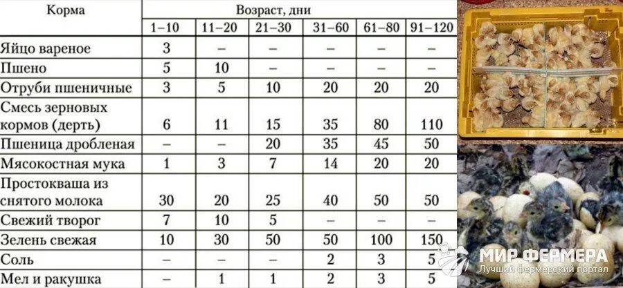 Таблицу кормления индюшат от 1 до месяца Кормление индюшат с первого дня жизни чем кормить индюков индюков с рождения