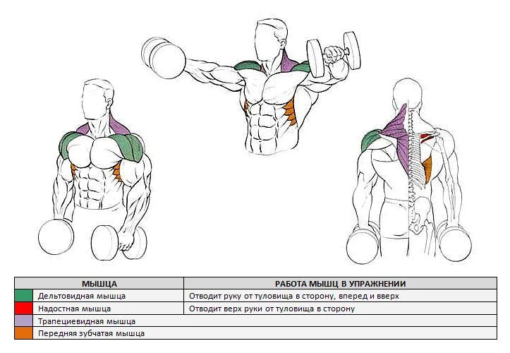 Разводка гантелей на плечи. Разводка гантелей стоя мышцы. Махи с гантелями стоя на среднюю дельту. Махи гантелями в стороны стоя какие мышцы работают. Дельта гантелями стоя.