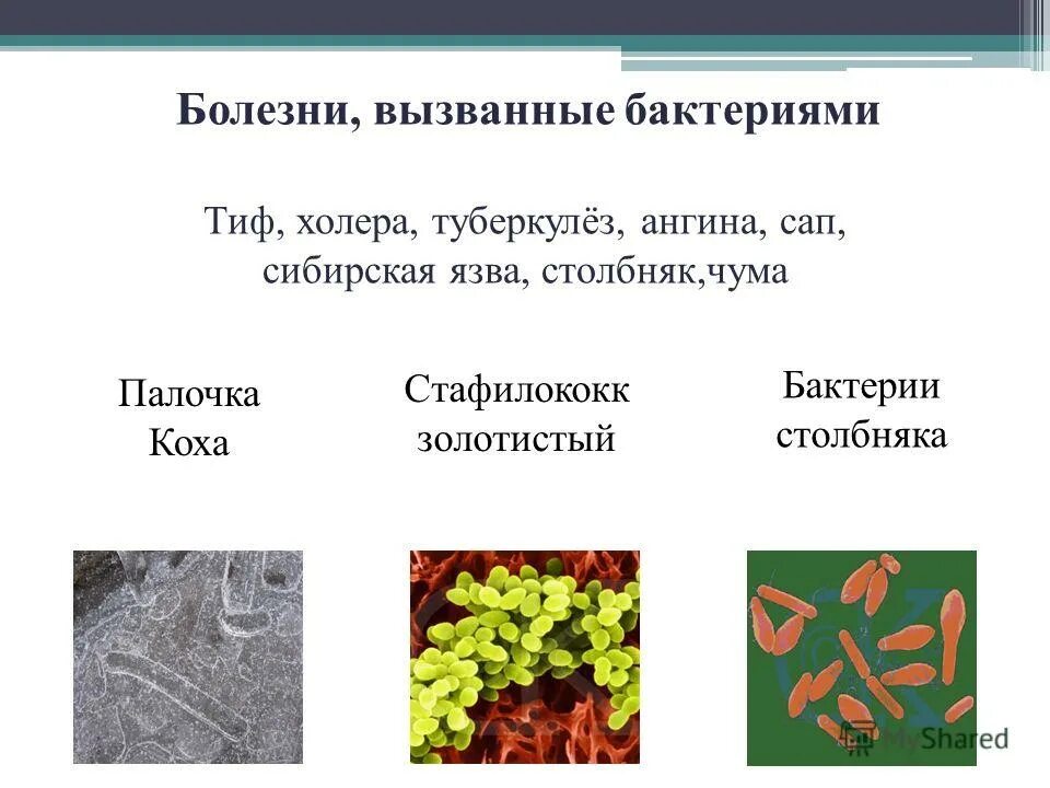 Болезнетворные бактерии могут вызывать опасные заболевания человека. Заболевания вызванные палочковидными бактериями. Бациллы бактерии заболевания бактериальные. Назовите Тип заболевания вызванные бактериями. Болезни вызываемые бактериями и меры их профилактики.