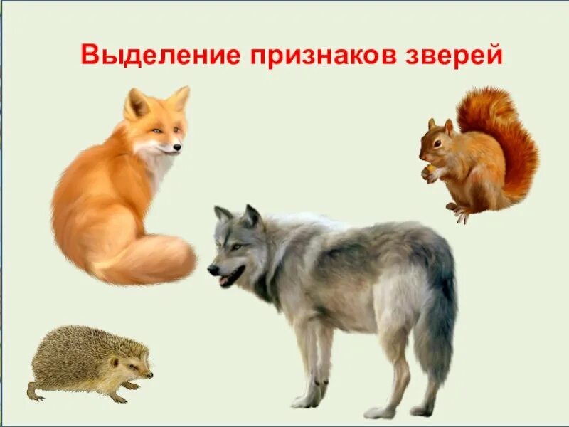 6 признаков животных