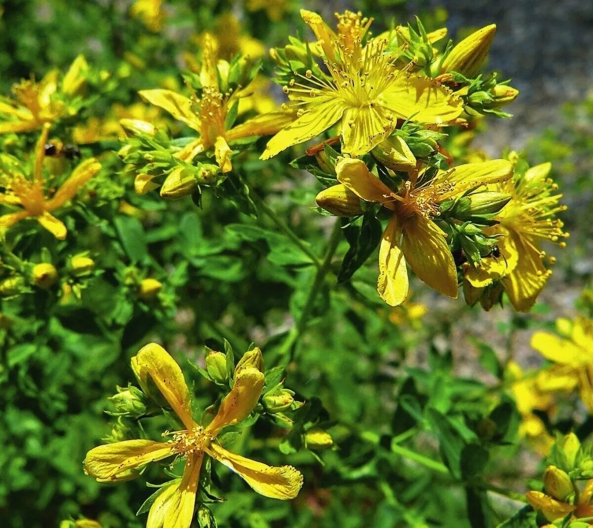 Зверобой продырявленный Hypericum perforatum l.. Hypericum perforatum трава. Зверобой пронзеннолистный. Зверобой четырёхкрылый. Заготовить зверобой