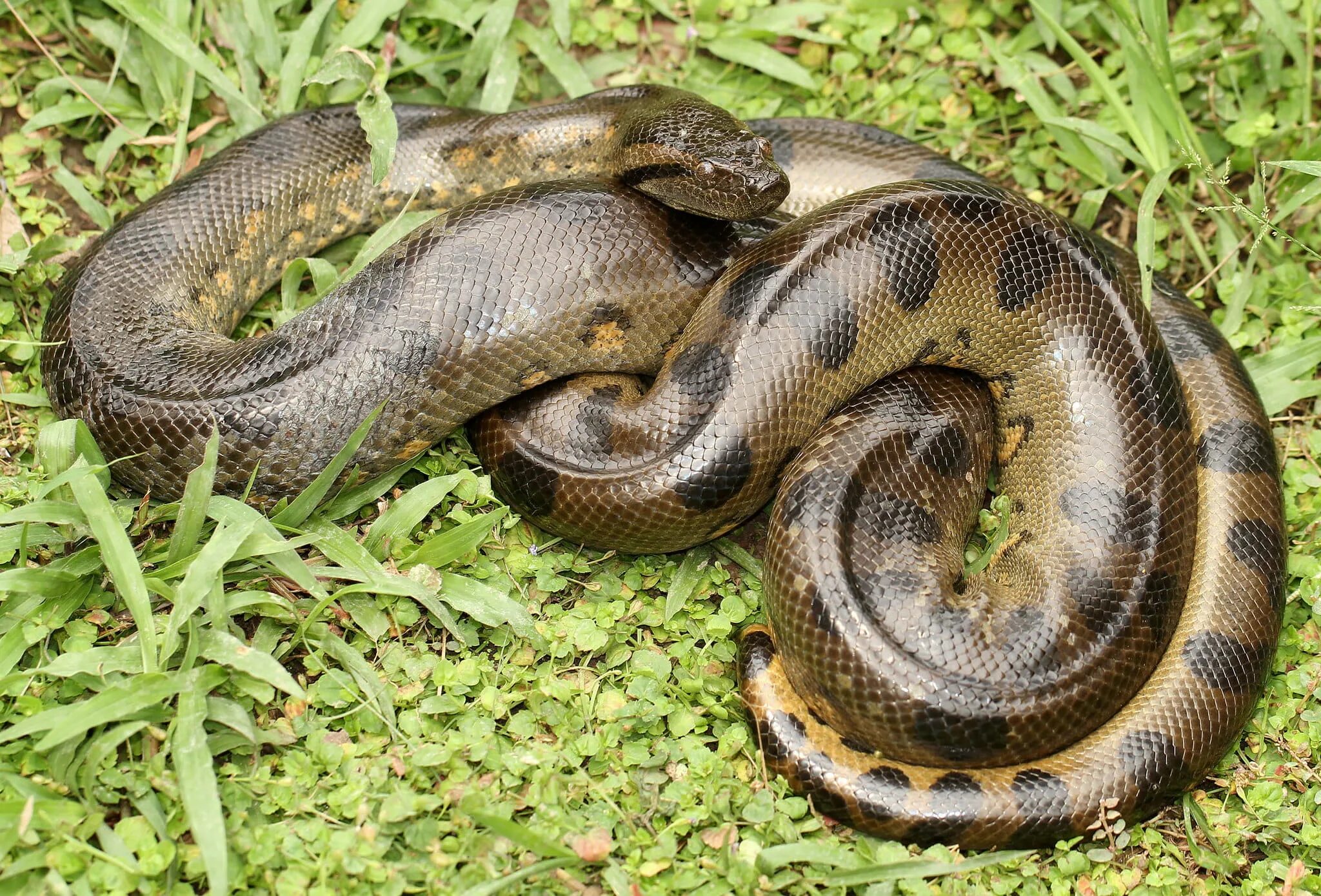 Анаконда змея. Анаконда eunectes murinus. Зеленая Анаконда (eunectes murinus). Водяной удав Анаконда. Сам большие змеи