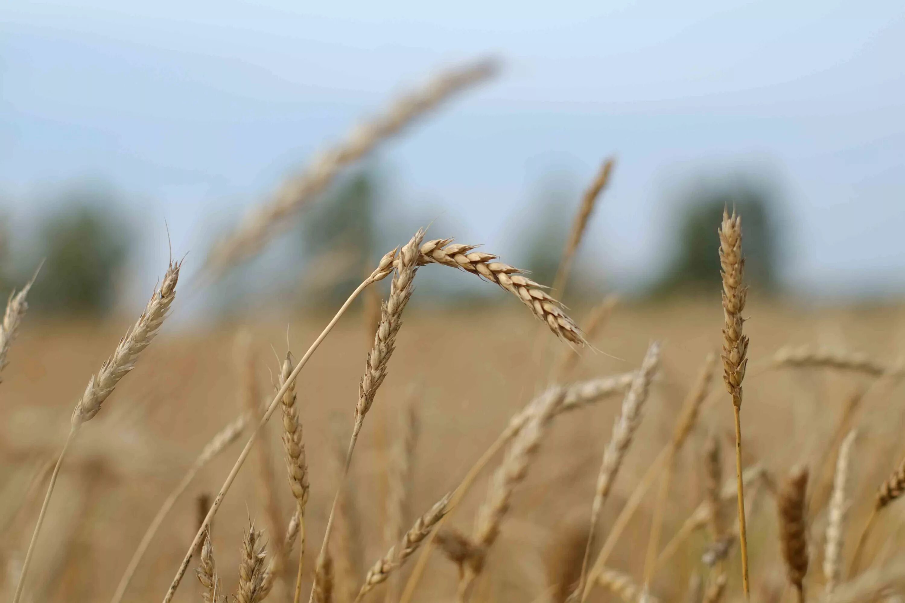 Колоски хлеба. Колосок ржаной снопок. Хлебный колос белоруссии. Фон колосья. Хлебный колос.