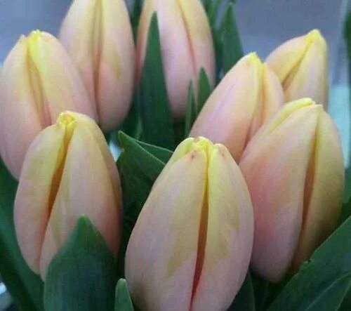 Triumph Tulip 'Mango Charm' Tulips, Showy flowers, Bulbous plants